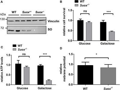 Sulfite Alters the Mitochondrial Network in Molybdenum Cofactor Deficiency